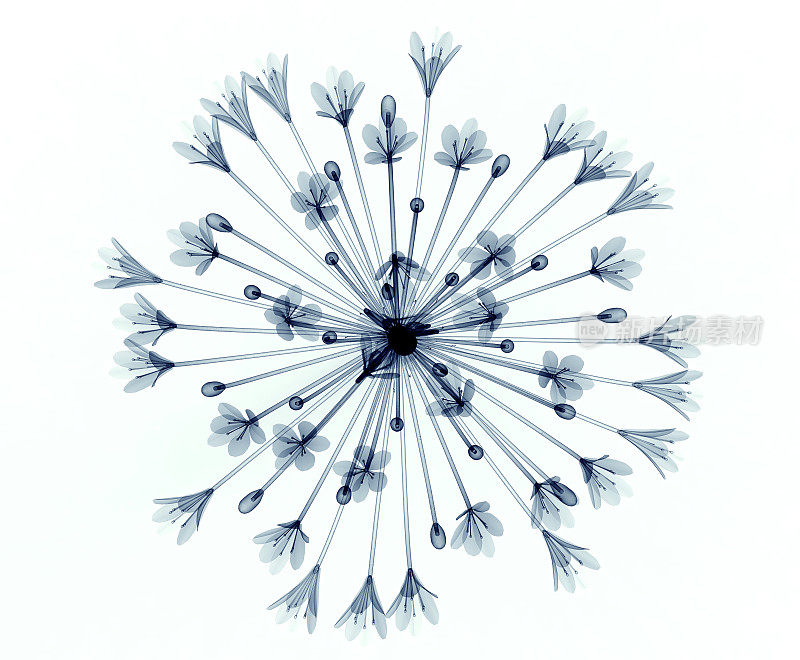 一种孤立于白色的Bell Agapanthus上的花的x射线图像
